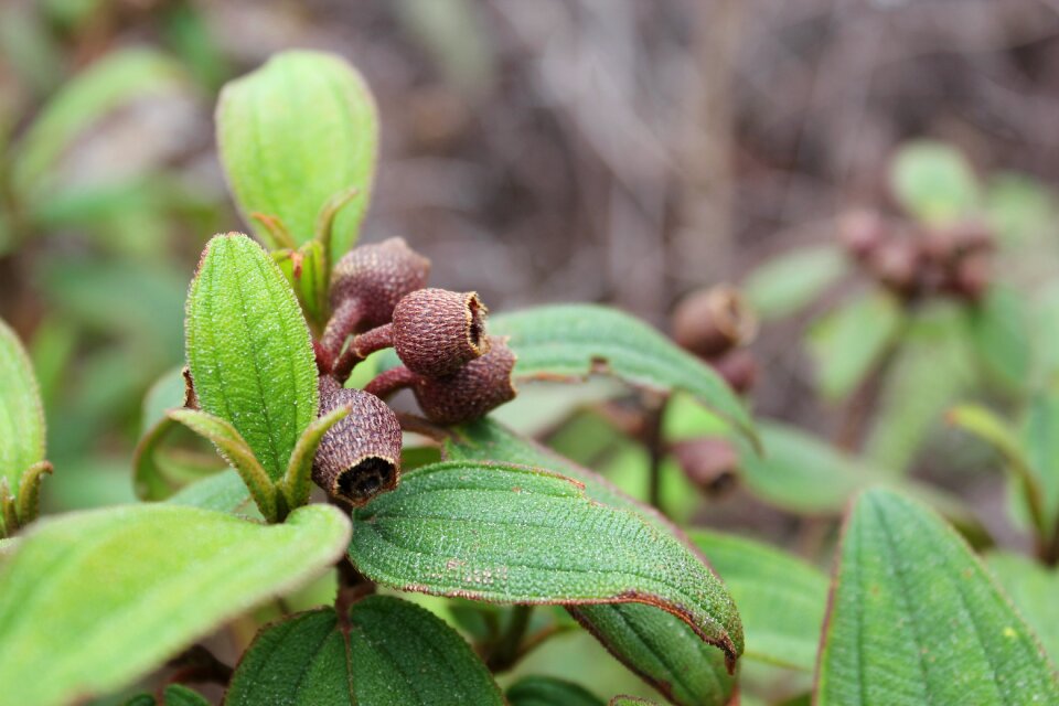 Green plant indonesian