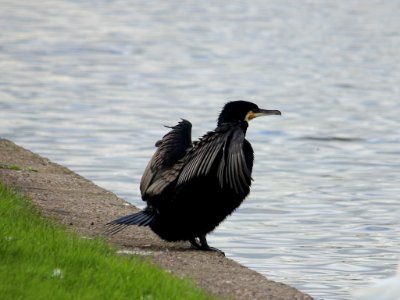 Cormorant 02 photo