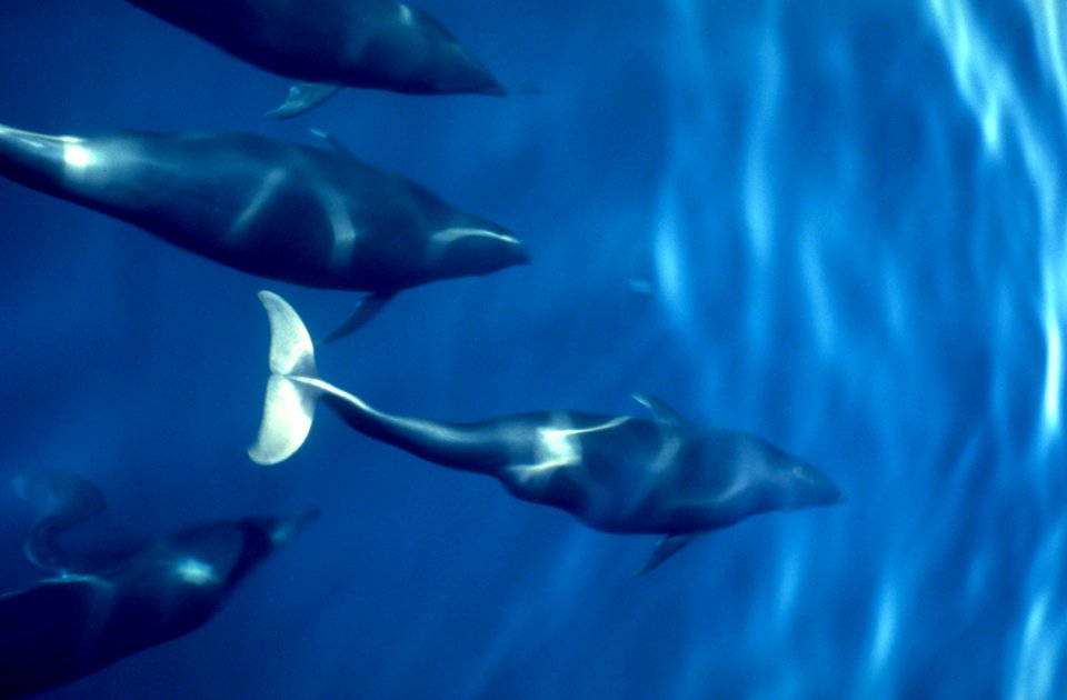 Northern Right Whale Dolphins