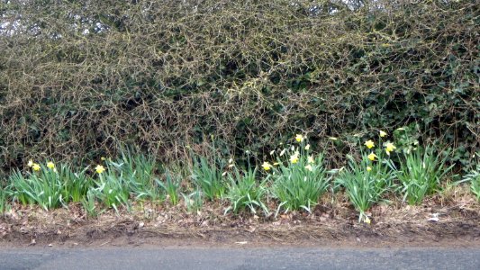 February Daffodils