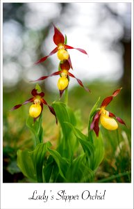 Lady's Slipper Orchid | The Rarest Flower in England photo