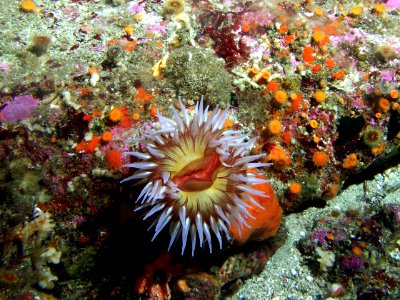 CBNMS - fish eating anemone - orange cup coral photo