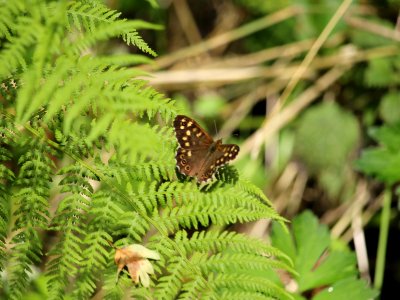 Speckled Wood, Pararge aegeria photo