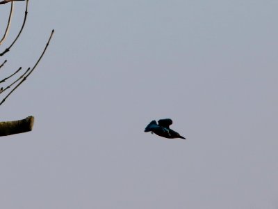 Kingfisher 06 photo