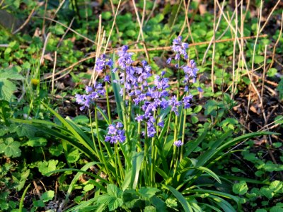 Bluebell Friday photo