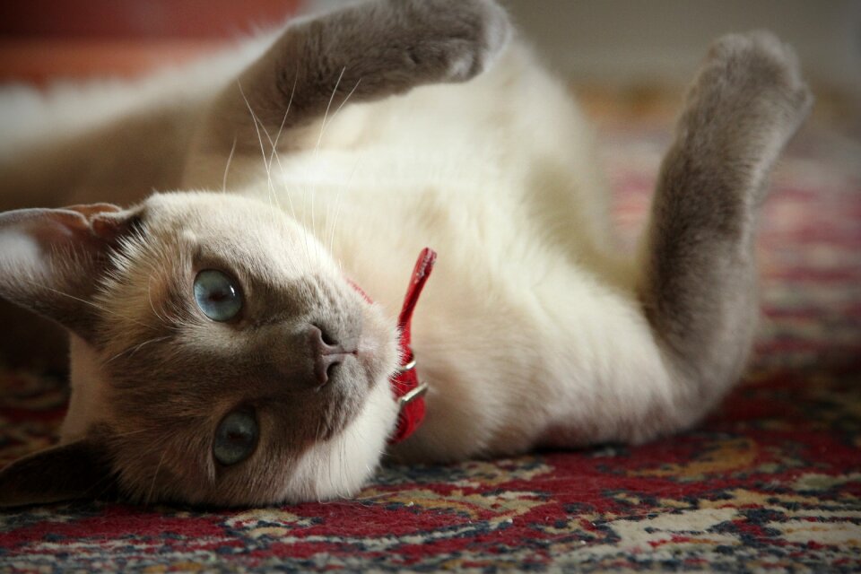 Pet cute animals cute cat