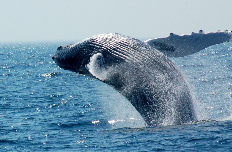 HIHWNMS breaching whale