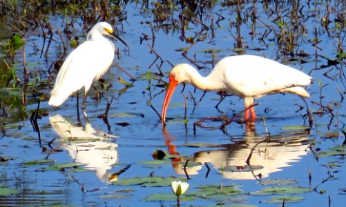 Egret and Ibis