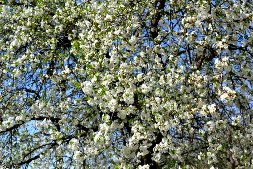 Flowering trees