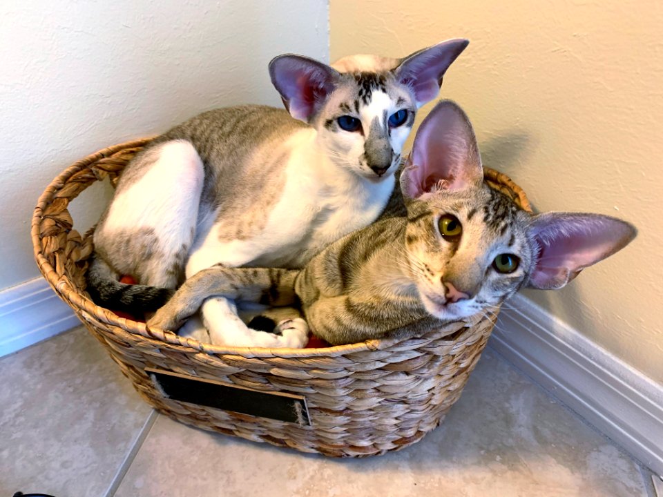 Creatures in the basket