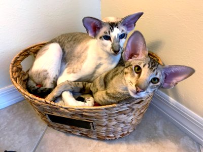 Creatures in the basket
