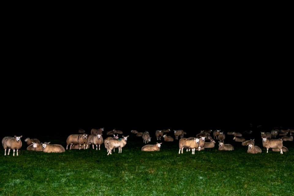 Well, Clarice, have the lambs stopped screaming?