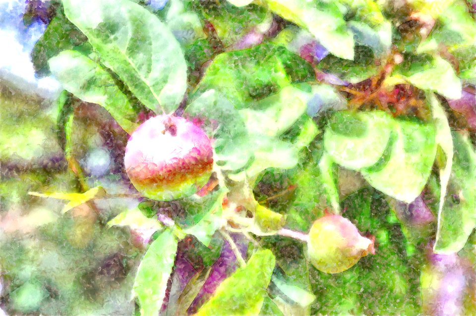 apple Watercolor photo