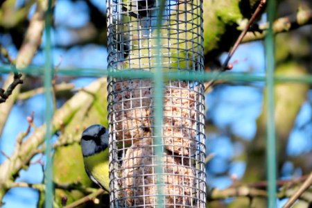 Blue Tit Clocked Me.