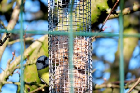 Blue Tit Clocked Me. photo