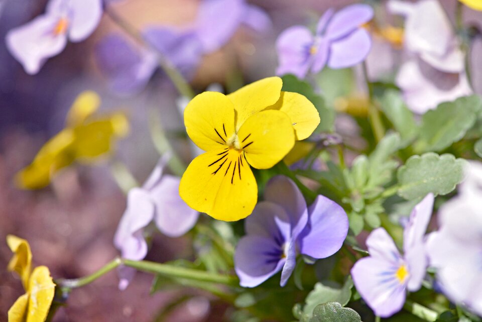 Garden spring flowers nature