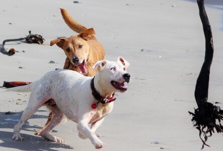 Play movement animal