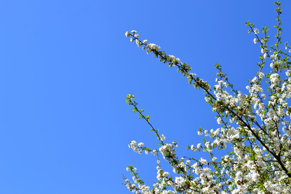 Flowering trees