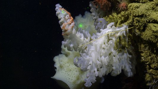 New Sponge Species - Farrea Sp