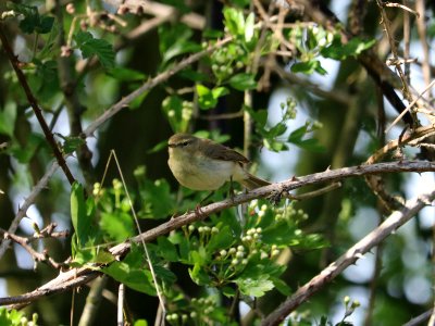 Chiffchaff photo