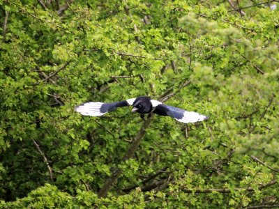 Eurasian Magpie.