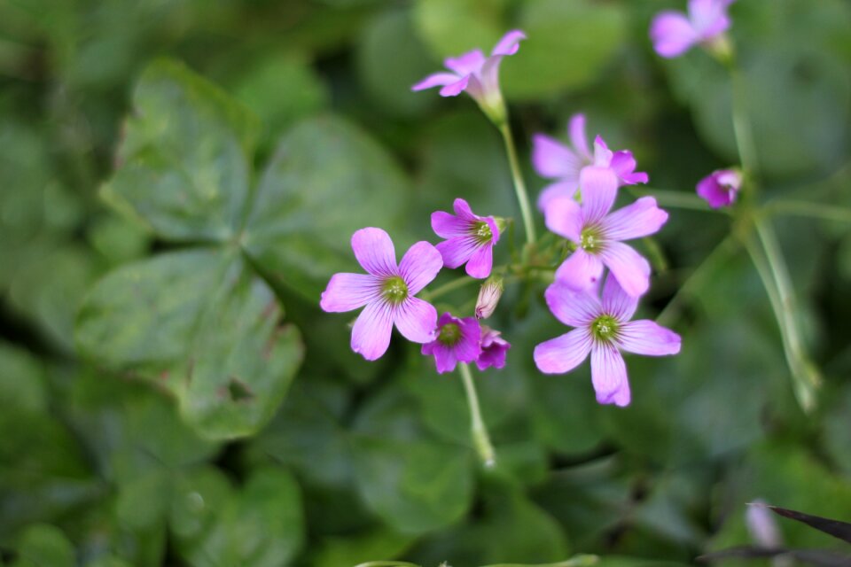 Purple pressing grass sauce little flower