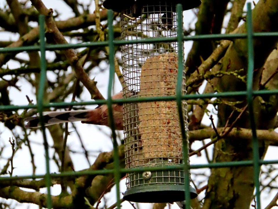 Long-tailed Tit's Bum