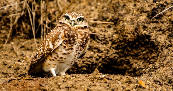 MBNMS burrowing owl photo