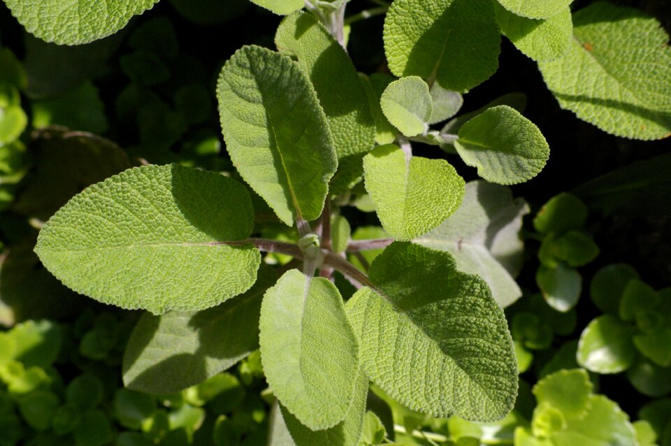 Evergreen green leaves