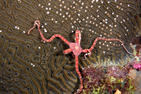 FGBNMS -- Brittle Star Stealing Coral Gametes