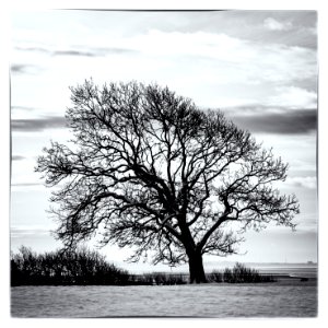 A Lonely Tree photo