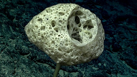 Bolosoma stalked glass sponge