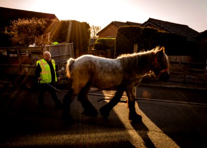 Horse in Training photo