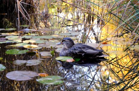 Nature autumn mirroring