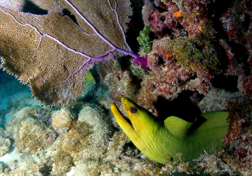 FKNMS Green Moray Eel photo