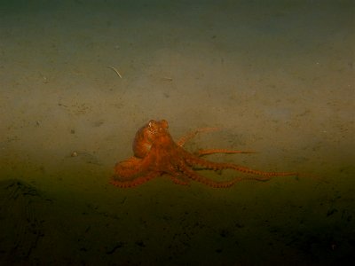 CBNMS Octopus