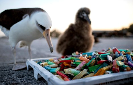 PMNM Albatross and Lighters photo