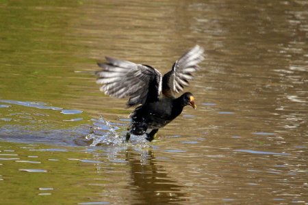 Moorhen Chick 01 photo