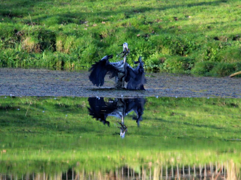 Grey Heron 08