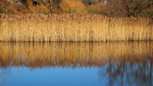 Nature landscape golden