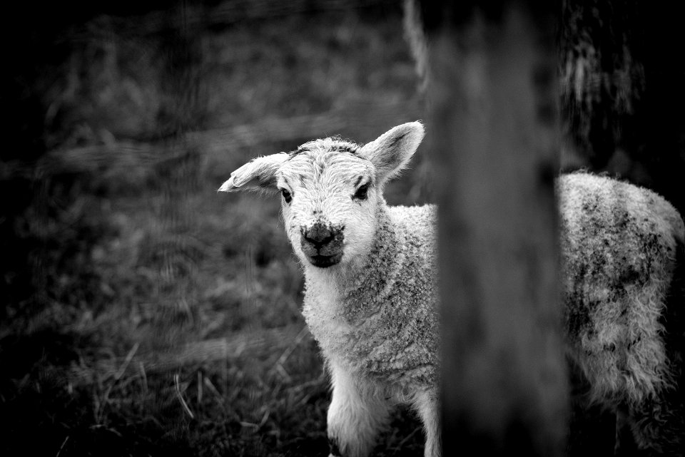 Lambs of Arnside 3 of 4