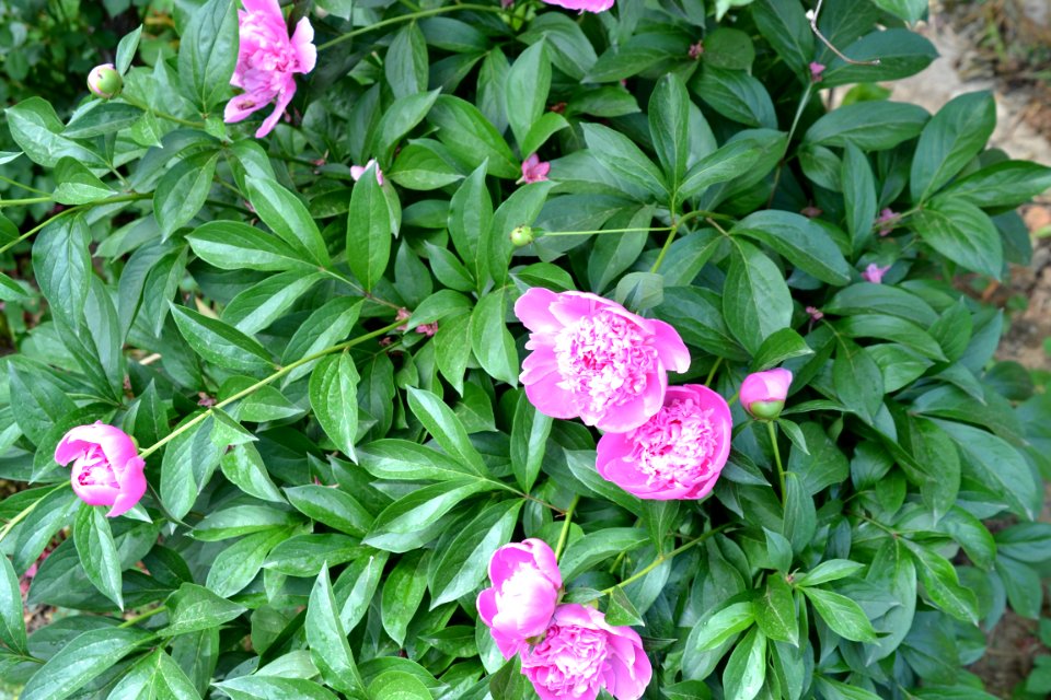 peony