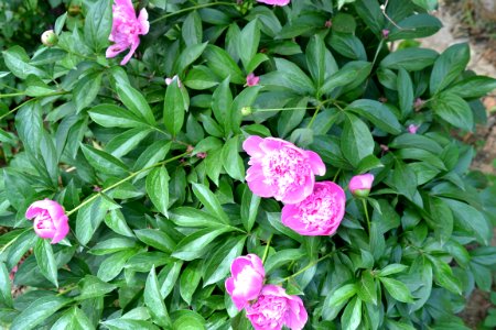 peony photo