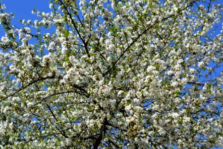 Flowering trees