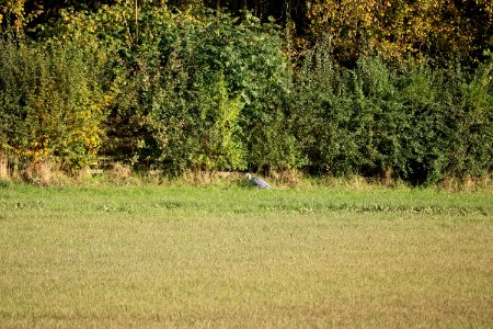 Distant Heron