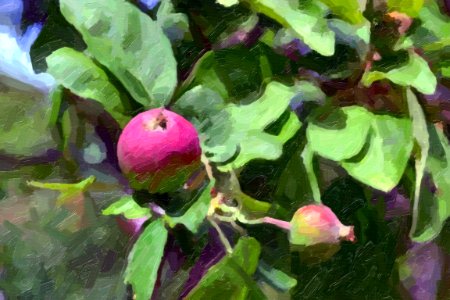 apple oil