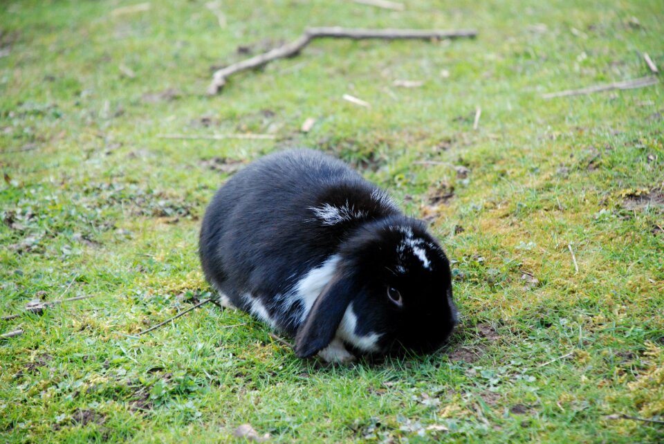 Floppy ear dwarf bunny rabbit hutch