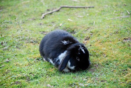 Floppy ear dwarf bunny rabbit hutch photo