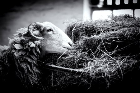 I LOOOOVEEEE HAY - Mrs Sheep photo