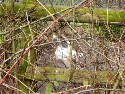 Knobhead Goose photo